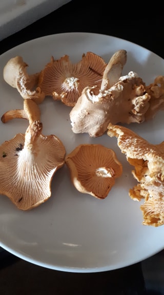 Golden Chantrelles wild picked on the west coast. 